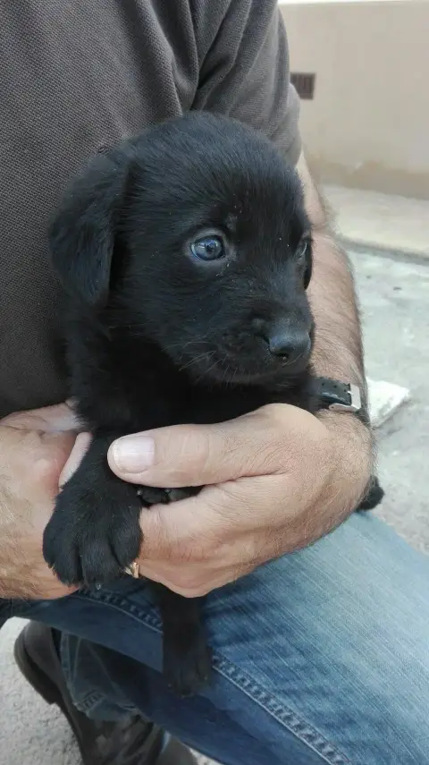 Labrador à donner retrouver dans la rue photo 2