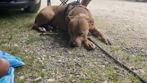 Je Donne Ma Chienne Raya