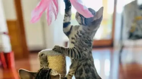 Chatons Bengal en adoption