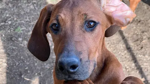 Rhodesian Ridgeback Puppies