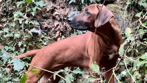 Rhodesian Ridgeback Puppies photo 2