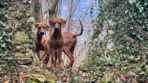 Rhodesian Ridgeback Puppies photo 4
