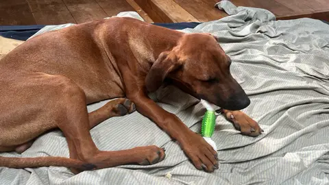 Rhodesian Ridgeback Puppies photo 3