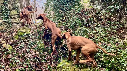Rhodesian Ridgeback Puppies photo 5