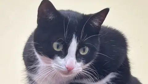 Emma est très gentille,Caline ,aime se prélasse dans le jardin