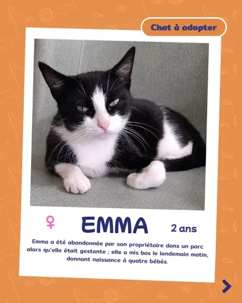 Emma est très gentille,Caline ,aime se prélasse dans le jardin photo 3