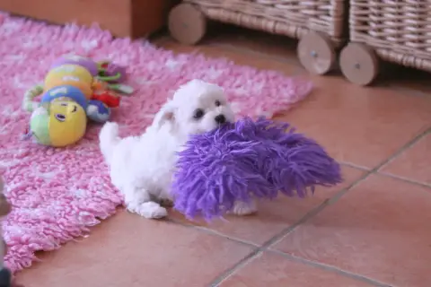Idéale chiot photo 2