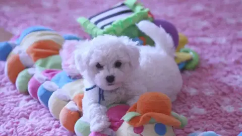 Idéale chiot