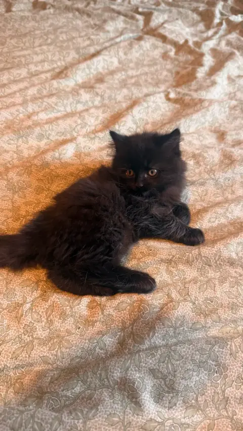 Chats noir british longhair photo 4