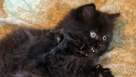 Chats noir british longhair
