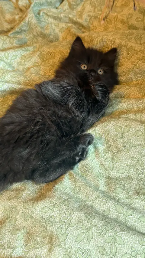 Chats noir british longhair photo 2