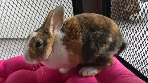 Lapin