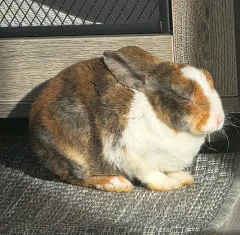 Lapin photo 2