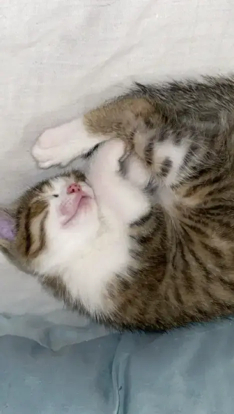 Chatons