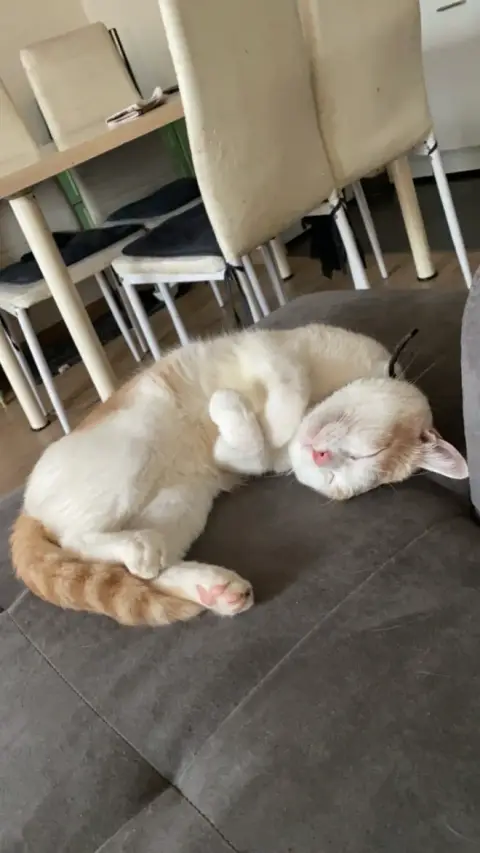 Chat doux et affectueux photo 5