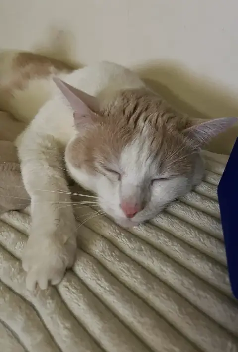 Chat doux et affectueux photo 2