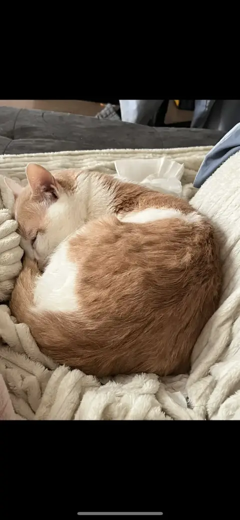 Chat doux et affectueux photo 3