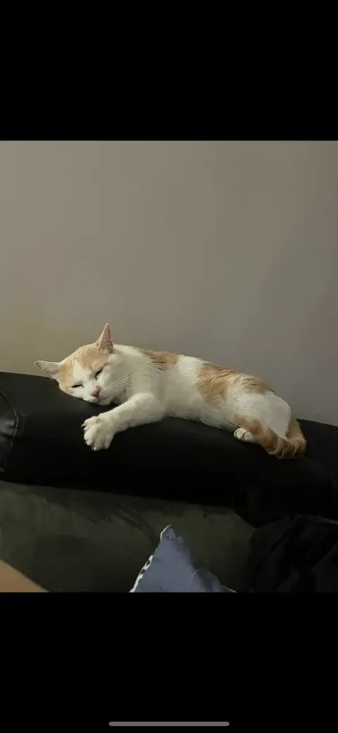 Chat doux et affectueux photo 4