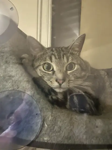Chat affectueux photo 4
