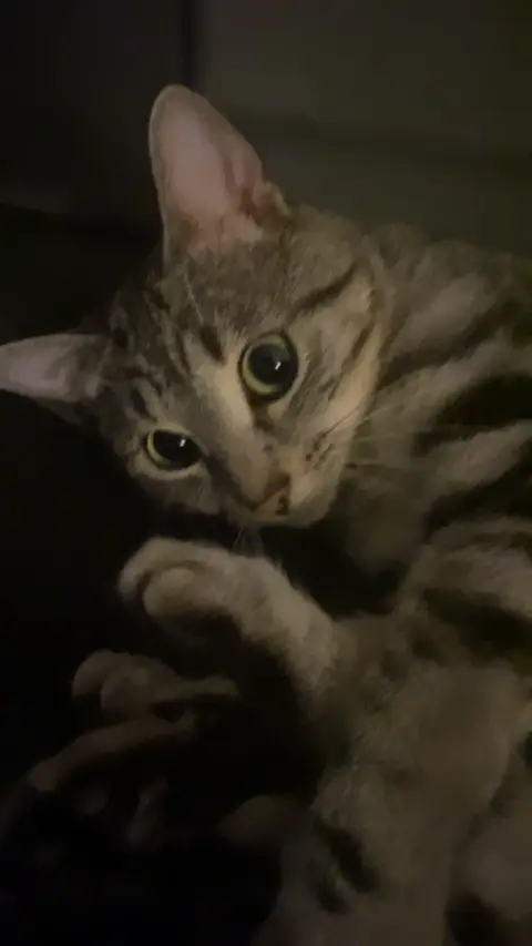 Chat affectueux photo 5