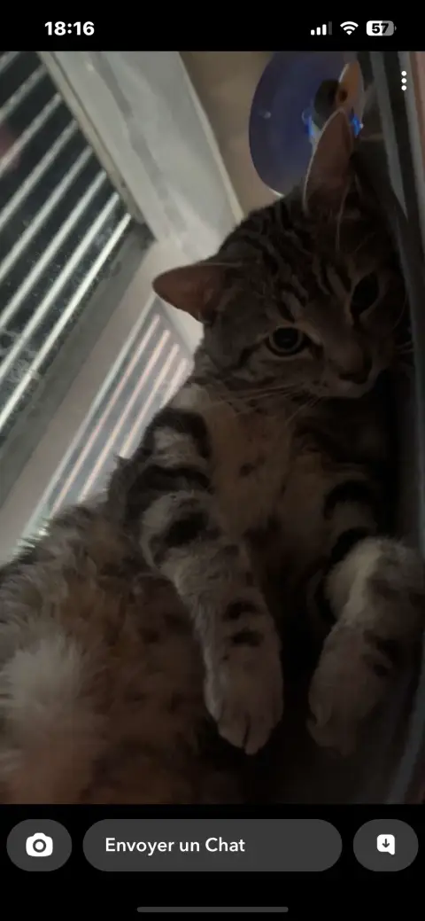 Chat affectueux photo 6