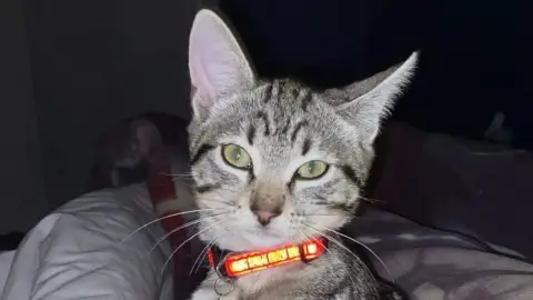 Chat affectueux