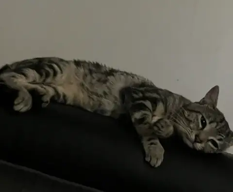 Chat affectueux photo 3