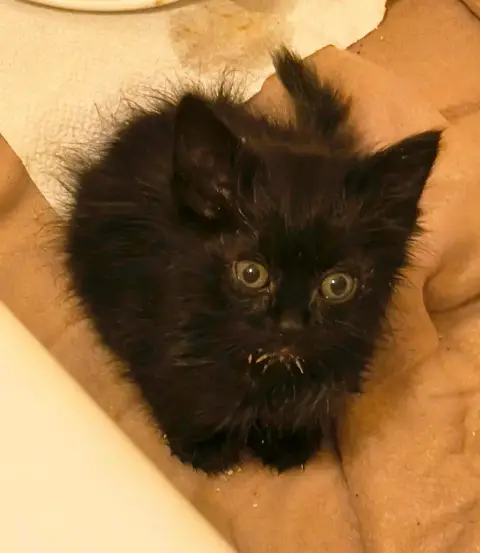 Deux chatons photo 3