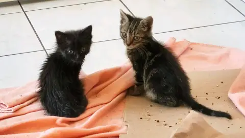 Deux chatons