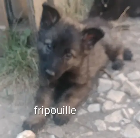 Berger allemand ancien type photo 2