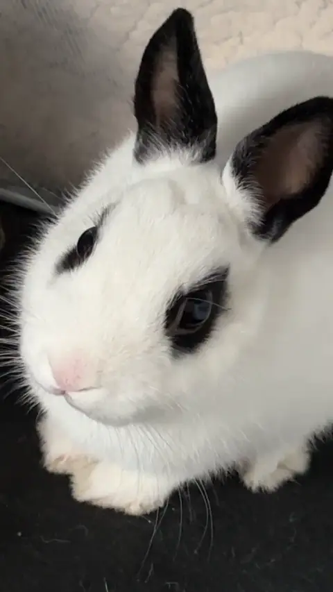 Lapin nain mâle noir et blanc