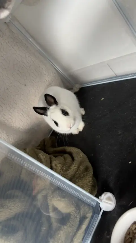 Lapin nain photo 3