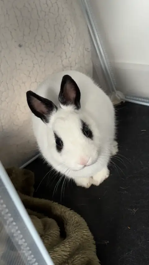 Lapin nain photo 2