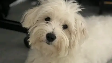 Coton de tulear