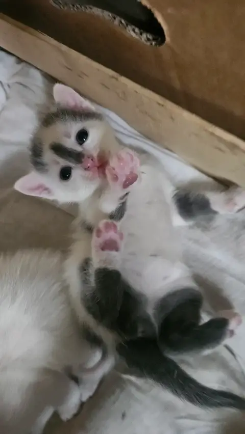 🐱 2 chatons cherchent famille photo 5