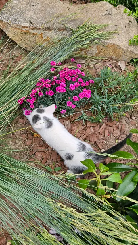 🐱 Chaton cherche famille photo 5