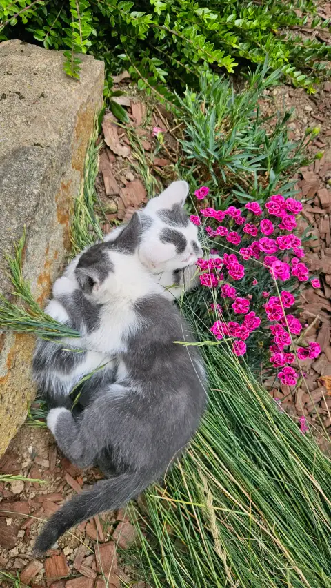 🐱 2 chatons cherchent famille photo 3