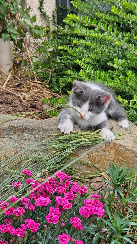 🐱 2 chatons cherchent famille photo 2