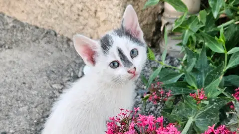 🐱 2 chatons cherchent famille