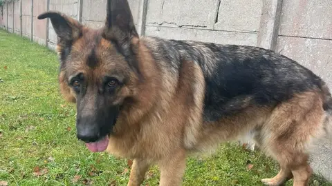 A Adopter photo 3