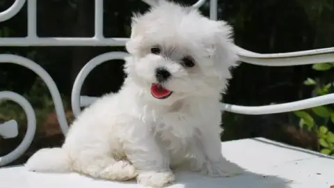 Sacré Mignonne chiot bichon maltais a donné