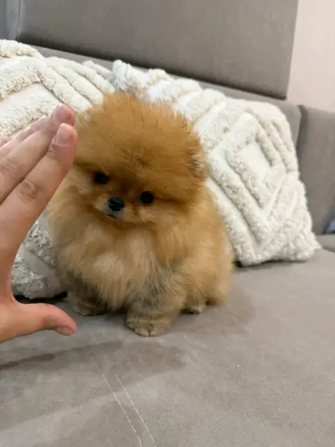 À donner mignonne chiot Spitz NAIN photo 2
