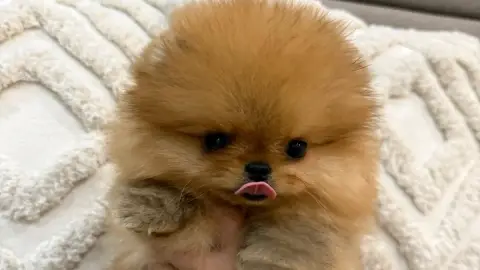 À donner mignonne chiot Spitz NAIN