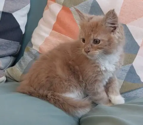 Donne mignonne chaton Maine coon photo 2