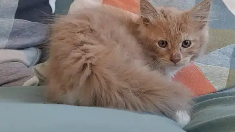 Donne mignonne chaton Maine coon