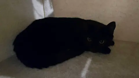 Deux Chats Sauvés De L’Abandon Cherchent Leur Famille Pour La Vie