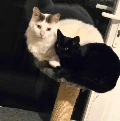 Deux Chats Sauvés De L’Abandon Cherchent Leur Famille Pour La Vie photo 2