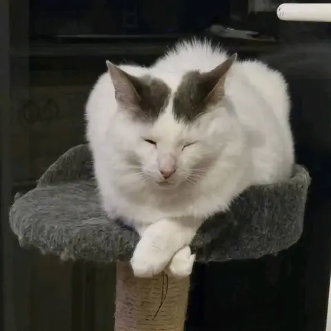 Deux Chats Sauvés De L’Abandon Cherchent Leur Famille Pour La Vie photo 3