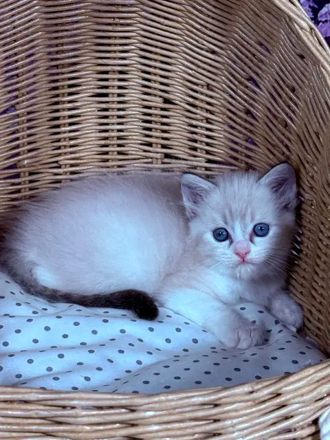 Chaton à adopter photo 3