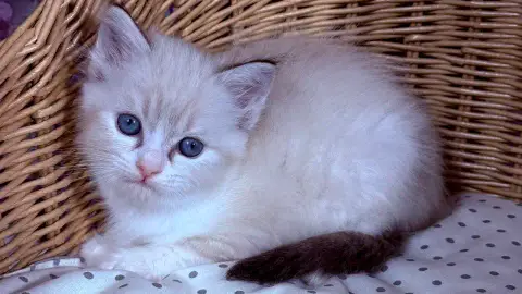 Chaton à adopter